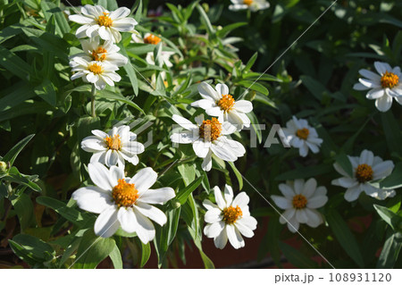 ヒャクニチソウ(百日草) ヒャクニチソウ(百日草) 108931120