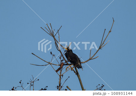 Black crows on a tree 108931144