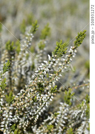 White Heather Garden Girls White Heather Garden Girls 108931272