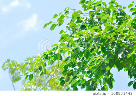banyan tree or Ficus annulata or ficus bengalensis and sky banyan tree or Ficus annulata or ficus bengalensis and sky 108931442