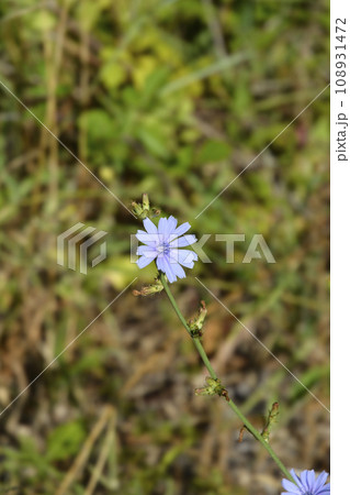 Wild chicory 108931472