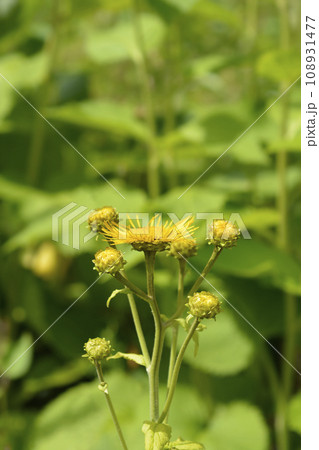 Hartleaf oxeye Hartleaf oxeye 108931477