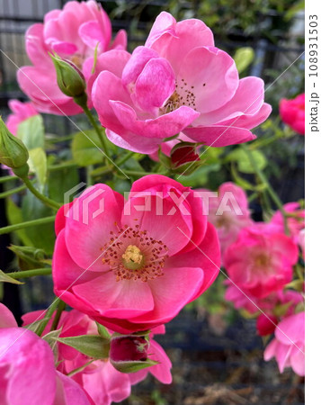 咲き誇るノイバラの花 108931503