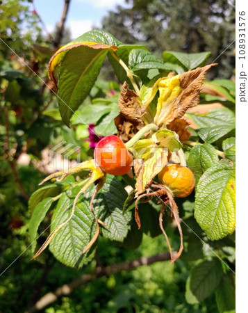 Rose hip red berry on green foliage background 108931576