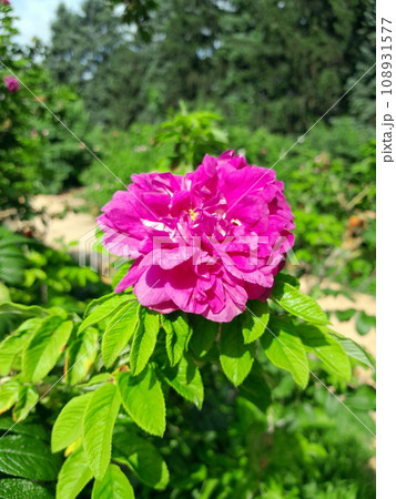 Beautiful garden pink rose close up outdoors 108931577