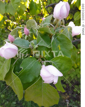 Wild quince tree branch with pink blossom Wild quince tree branch with pink blossom 108931890