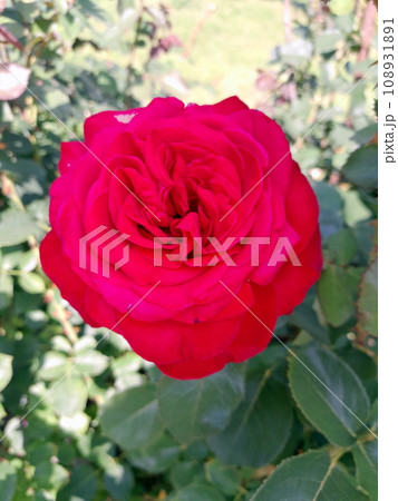 Beautiful garden red rose with green foliage Beautiful garden red rose with green foliage 108931891