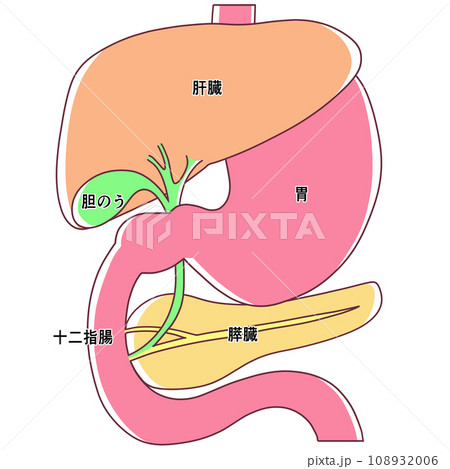 肝臓・胃・十二指腸・胆のう・膵臓のイラスト 108932006