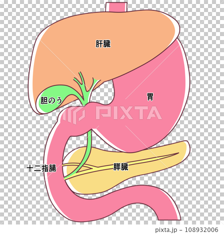 肝臓・胃・十二指腸・胆のう・膵臓のイラスト 108932006