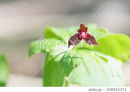 野に咲く北海道のエンレイソウ 108932251