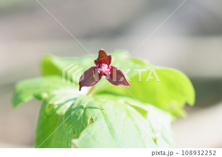 野に咲く北海道のエンレイソウ 108932252