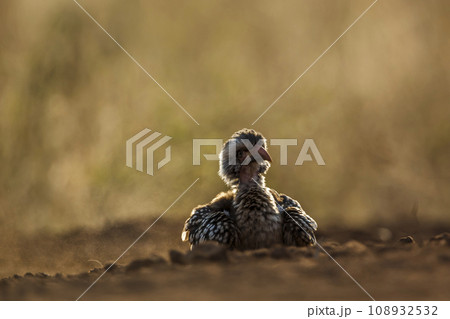 Southern Red billed Hornbill in Kruger National park, South Africa 108932532