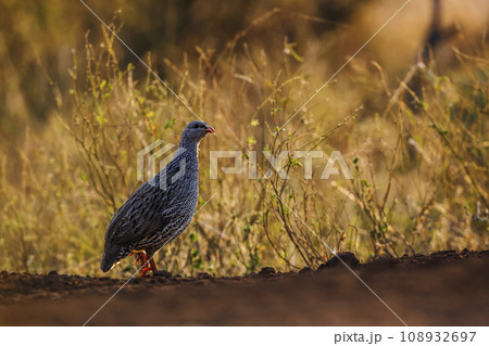 Natal francolin in Kruger National park, South Africa Natal francolin in Kruger National park, South Africa 108932697