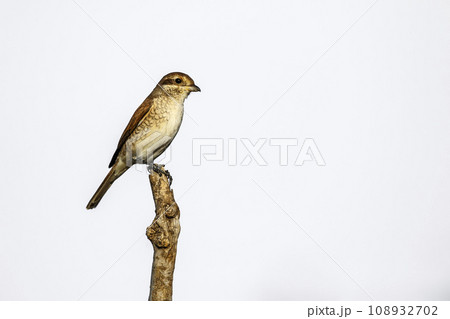 Cheetah in Kruger National park, South Africa 108932702