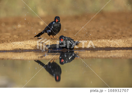 Red billed Buffalo Weaver in Kruger National park, South Africa Red billed Buffalo Weaver in Kruger National park, South Africa 108932707