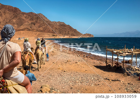 A caravan of camels carrying tourists along the shores of the Red Sea and high mountains. 108933059