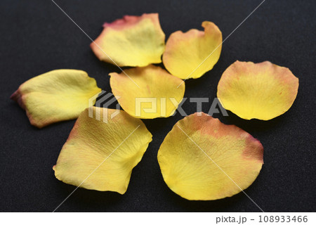 Yellow rose petals on black velvet paper. Beautiful rose flower petals. 108933466