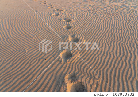 tracks in the sand tracks in the sand 108933532