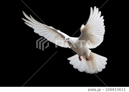 A white dove in mid-flight, wings outstretched against a black background 108933611