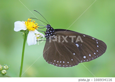 公園 パーク 園 108934116