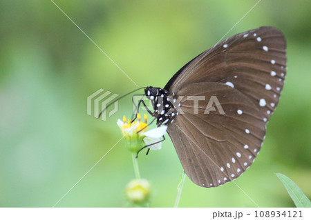 公園 パーク 園 108934121