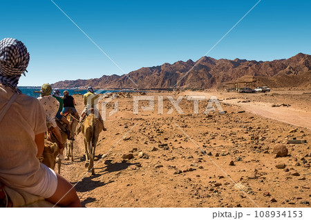 A caravan of camels carrying tourists along the shores of the Red Sea and high mountains. 108934153