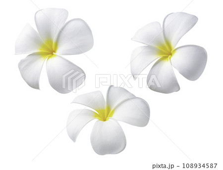 Blooming phumelia or Champa flower isolated with clipping path on white background 108934587