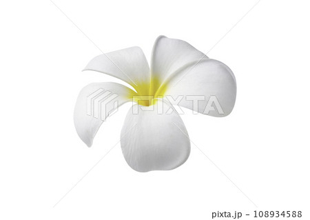 Blooming phumelia or Champa flower isolated with clipping path on white background Blooming phumelia or Champa flower isolated with clipping path on white background 108934588