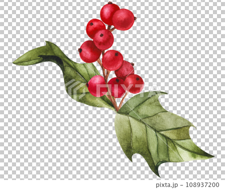 Holly red berry with green leaves. Watercolor hand drawn illustration, isolated clipart for Christmas and New Year design, prints, stickers, packaging, textiles. Festive flower for compositions Holly red berry with green leaves. Watercolor hand drawn illustration, isolated clipart for Christmas and New Year design, prints, stickers, packaging, textiles. Festive flower for compositions 108937200