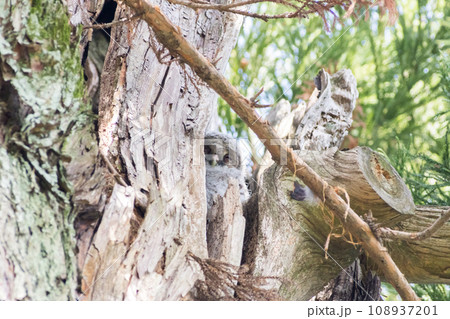 【野鳥】木の枝の間で休むフクロウの雛 【野鳥】木の枝の間で休むフクロウの雛 108937201
