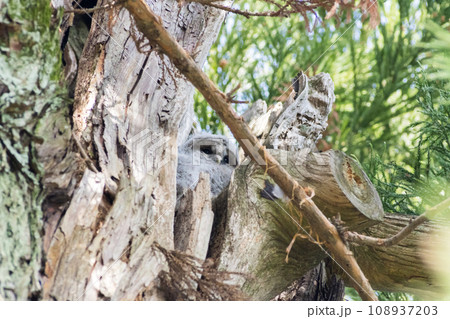 【野鳥】木の枝の間で休むフクロウの雛 108937203