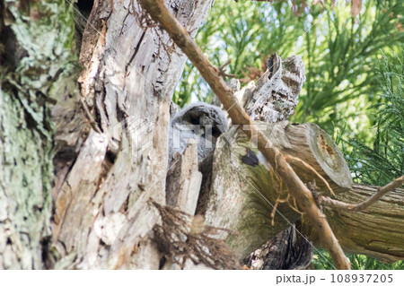 【野鳥】木の枝から覗くフクロウの雛 【野鳥】木の枝から覗くフクロウの雛 108937205