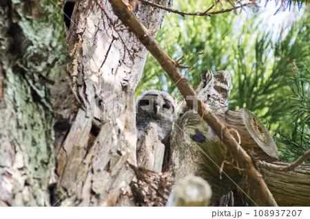 【野鳥】木の枝から覗くフクロウの雛 108937207