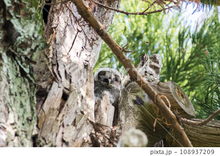 【野鳥】木の枝から覗くフクロウの雛 108937209