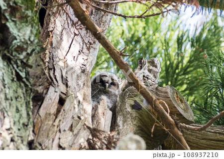 【野鳥】木の枝から覗くフクロウの雛 【野鳥】木の枝から覗くフクロウの雛 108937210