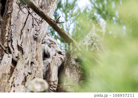 【野鳥】木の枝から覗くフクロウの雛 【野鳥】木の枝から覗くフクロウの雛 108937211