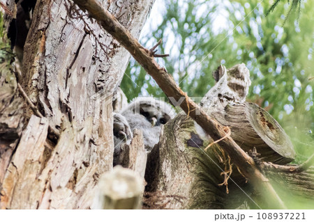 【野鳥】木の枝から覗くフクロウの雛 【野鳥】木の枝から覗くフクロウの雛 108937221