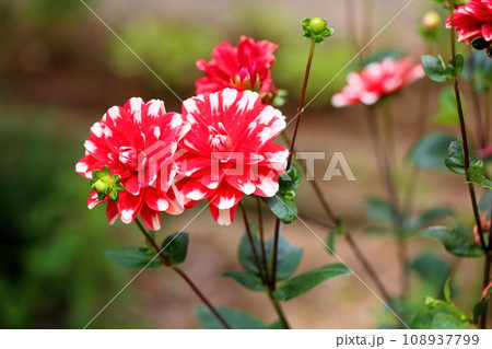 ダリアの花 ダリアの花 108937799