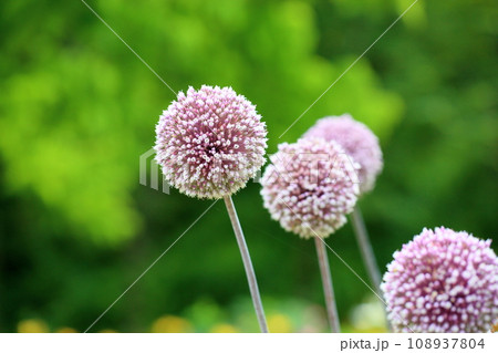 アリウムの花 サマードラマー アリウムの花 サマードラマー 108937804