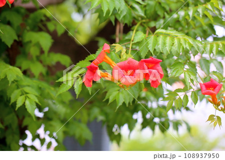 ノウゼンカズラの花 108937950