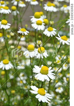 植物：カミツレ　キク科 108938468