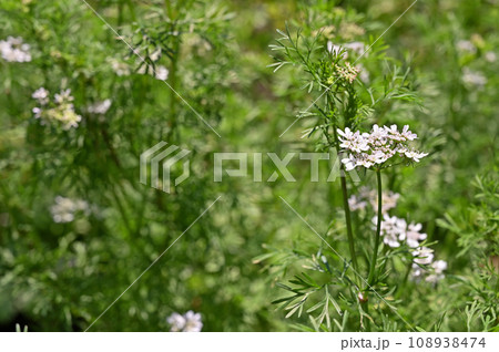 植物：コエンドロ　セリ科　 108938474