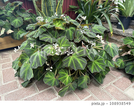 Beautiful flowering Begonia (Latin - Begonia) Beautiful flowering Begonia (Latin - Begonia) 108938549