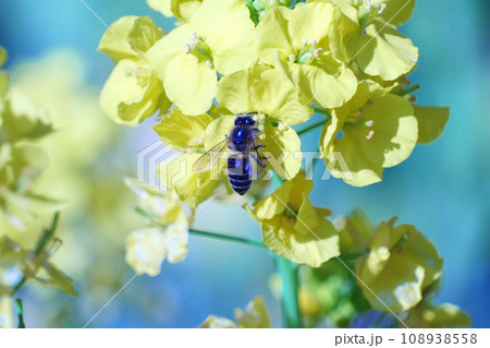 菜の花と蜜蜂 108938558