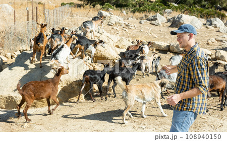 Breeder watching herd of goats walking to feedlot outdoors 108940150