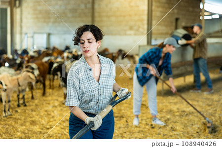 Young hispanic woman farmer sweeping goat shelter Young hispanic woman farmer sweeping goat shelter 108940426