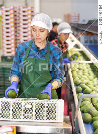 Woman working on producing sorting line at fruit warehouse, preparing avocado Woman working on producing sorting line at fruit warehouse, preparing avocado 108940464