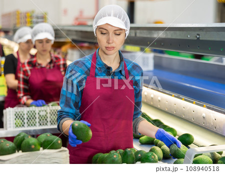 Diligent woman during packaging of fresh avocado at factory, workers on background Diligent woman during packaging of fresh avocado at factory, workers on background 108940518
