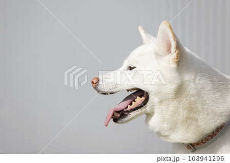 白い柴犬の横顔 白い柴犬の横顔 108941296