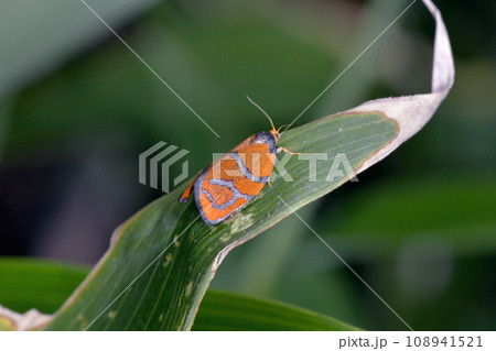 オオギンスジハマキ（北海道・上川町） 108941521